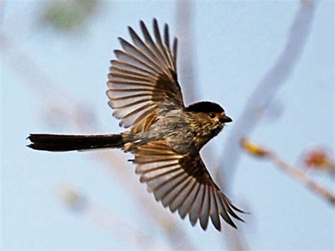 夢見鳥飛到頭上|夢見鳥飛到頭上